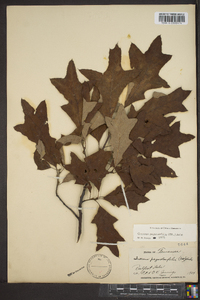 Quercus falcata var. pagodifolia image