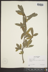 Quercus x capesii image