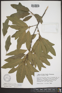 Quercus x filialis image