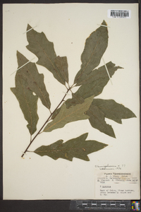 Quercus hemisphaerica image