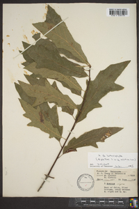 Quercus x heterophylla image