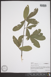 Quercus imbricaria image