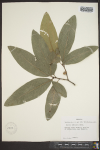 Quercus imbricaria image