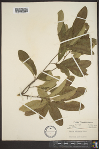 Quercus imbricaria image