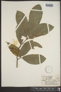 Quercus imbricaria image