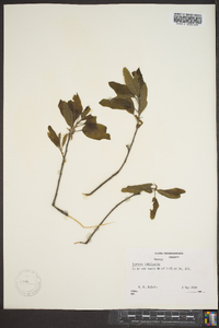 Quercus imbricaria image