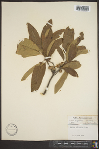 Quercus imbricaria image