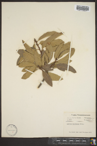 Quercus imbricaria image