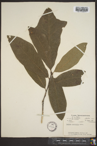 Quercus imbricaria image