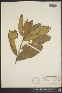 Quercus imbricaria image