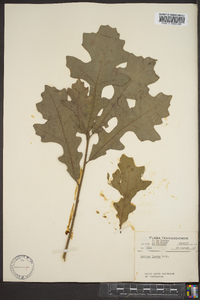 Quercus lyrata image