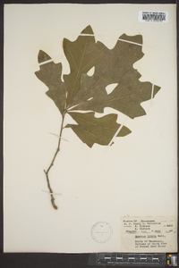 Quercus lyrata image