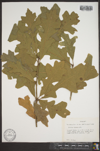 Quercus lyrata image