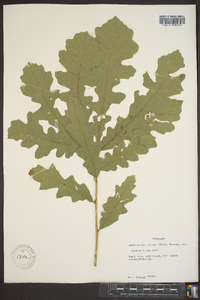 Quercus lyrata image