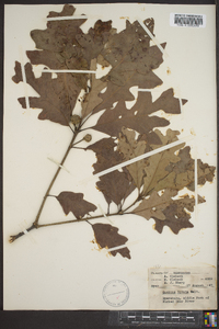 Quercus lyrata image