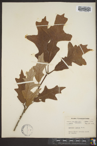 Quercus lyrata image