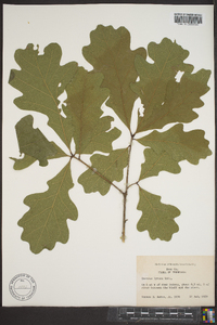 Quercus lyrata image