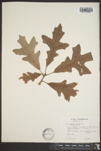 Quercus lyrata image