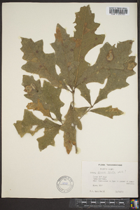 Quercus lyrata image