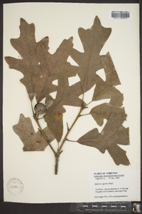 Quercus lyrata image