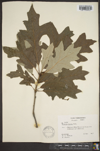 Quercus lyrata image