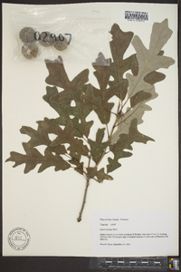 Quercus lyrata image