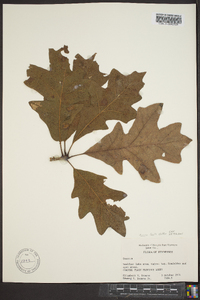 Quercus lyrata image