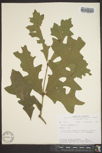 Quercus lyrata image