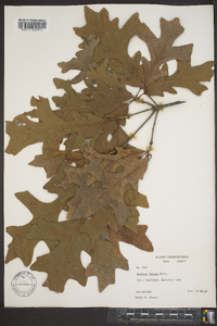 Quercus lyrata image