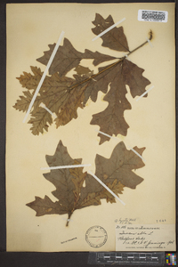 Quercus lyrata image