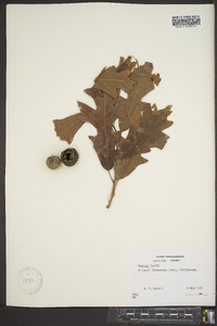 Quercus lyrata image