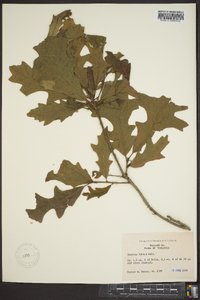 Quercus lyrata image