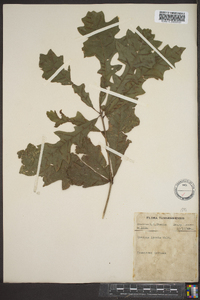 Quercus lyrata image