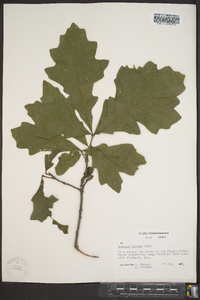 Quercus lyrata image