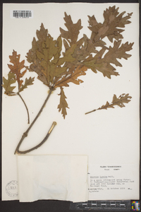 Quercus lyrata image