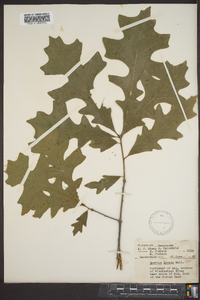 Quercus lyrata image