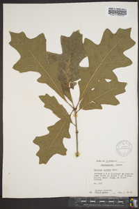 Quercus lyrata image