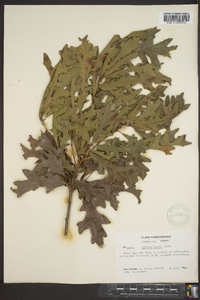 Quercus lyrata image