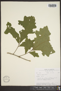 Quercus lyrata image