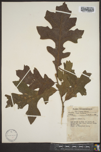 Quercus lyrata image