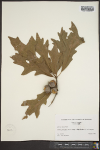 Quercus lyrata image