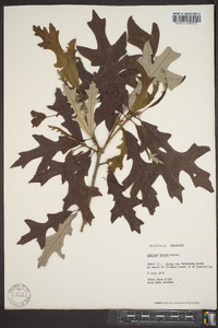 Quercus lyrata image