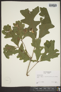 Quercus lyrata image