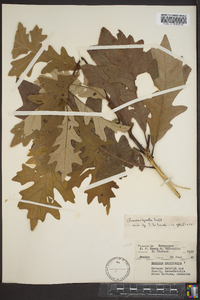 Quercus lyrata image