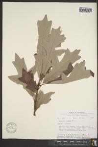 Quercus lyrata image