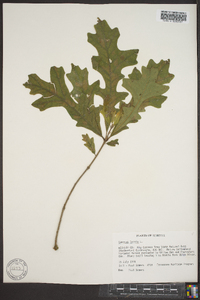 Quercus lyrata image