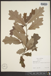 Quercus lyrata image