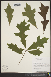 Quercus lyrata image