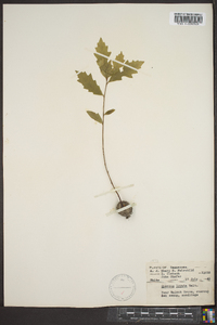 Quercus lyrata image