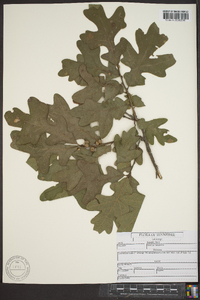 Quercus margaretta image